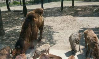 上海动物园好玩吗